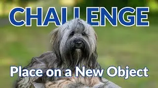 Place Training on a New Object | Dog Training Exercise