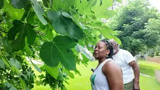 Visiting My Uncle’s Fruit Forest | Kiwi Fig Heaven