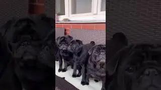 black pug dog #trending #pug #tiktok #parrot #viral #viralshorts #viralvideo #youtubeshorts #dog