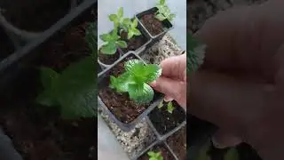 11 февраля. пришлось некоторые саженцы крупнолистных гортензий достать из подвала