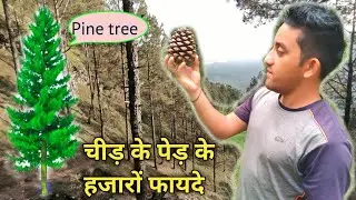 Pine tree !! Pine tree Benefits in Hindi !! चीड़ के पेड़ों के हजारों फायदे जानिए,Pine tree Knowledge