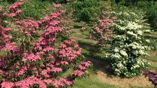 &lsquo;Rutpink&rsquo; Scarlet Fire&trade; Dogwood