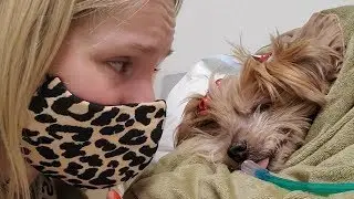 Kristen Bell (40) ist untr&ouml;stlich: Sie musste sich von ihrer Hundedame Barbara verabschieden. Erst i