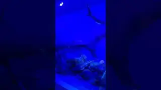 Национальный музей Природы Grigore Antipa National Museum of Natural History Бухарест Румыния