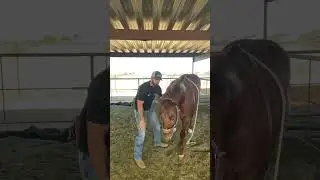Horse loves his leg stretches! Sport Horse Chiropractic | Dr. Mike Adney