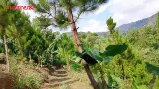 Vlog pemandangan indah di kebun vines