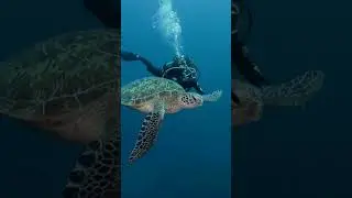 Diver's Paradise &mdash; Key Biscayne &mdash; Your underwater adventure starts here.