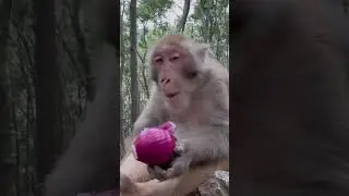 Monkey core🐵🤩 #shortvideo #funny #crd #monkey  #animals