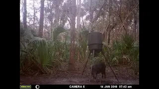 Hog Hunting FAIL