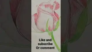 rose pencil colour drawing