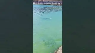 Augusta, squalo verdesca sotto la porta spagnola
