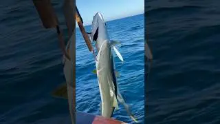 Insane Yellowtail Frenzy at Coronado Islands: Nearly 100 Caught on the San Diego Today