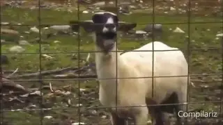 The Ultimate Goat Edition Supercut