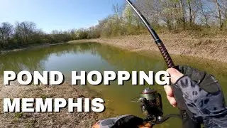 Memphis Pond Hopping.  Lowes Pond, Cameron Brown Park, Nashoba Park
