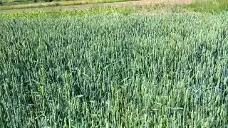 Xdabbeb Xcam LG G2 lollipop 1080p 60fps test