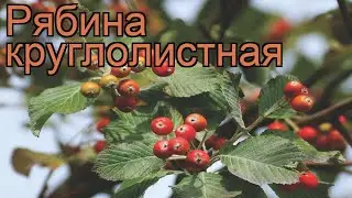 Рябина круглолистная (sorbus aria) 🌿 круглолистная рябина обзор: как сажать, саженцы рябины