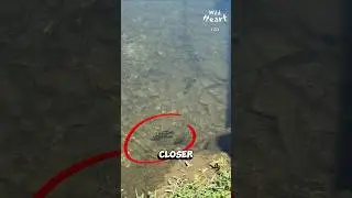 Tiny Fish, Big Fight