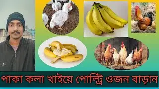 পাকা কলা খাইয়ে পোল্ট্রি ওজন বাড়ান/ poultry ojon barano/ boiler farming/ murgi ojon barano / farm