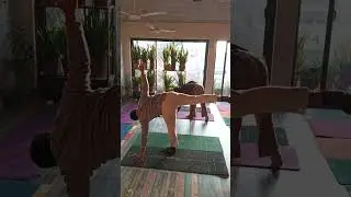 Yog Mahal Studio, Patiala | LIVE 🕉️ Yoga, Meditation | Insta @YogMahalStudio
