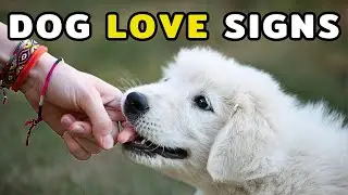 9 PROVEN Ways Dogs Show Love to Their Owners
