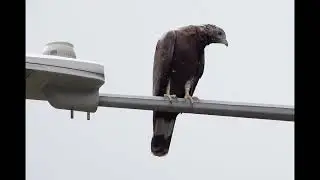Oriental Honey Buzzard perched on the traffic light lamppost watching cars#bird#raptor#OHB#wildlife 
