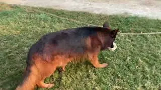 Maxx &hearts;️&hearts;️ #trending #germanshepherd #doglover #newsong #pets #doglife #gsdlife