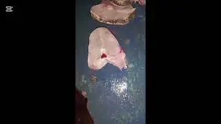 Fresh gisser fish slice  for Oder 03213966727 deliver all Pakistan  f🐠🐋🐟🐋 🐟