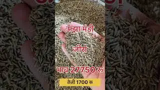 जीरा में भयंकर तेज़ी | ऊँझा मंडी जीरा भाव | mandi bhav Live | jeera bhav | #jeera #mandibhav #unjha