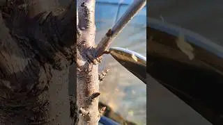 Are you pruning your plants wrong?Here's how to fix it#farming #pruning#garden #satisfying