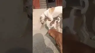 funny street puppies act.... 😂😘❤ #shortsfeed #shorts #doglover #dog #viral #funny #cute #love