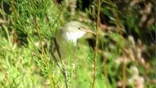 Western Olivaceous/Isabelline Warbler at Alora, Spain in early May 2012