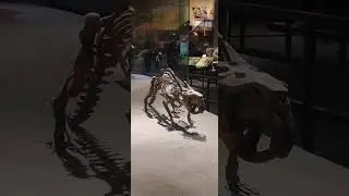 Castoroides, the giant beaver, at the Perot Museum of Nature and Science pt 3
