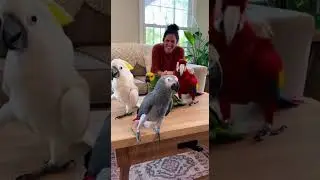 Танец, который заставит вас улыбнуться
