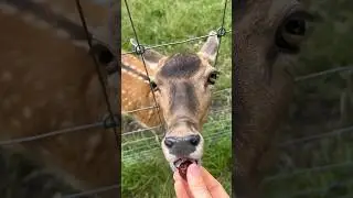 Park in Switzerland #animals #switzerland #swiss #nature #deer