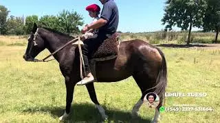 Yegua mansa picasa escuela - $2.400.000 - LOSEQUINOS.COM
