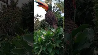 #jardin #magico #puebla #atlixco #tucan 🌿🦜
