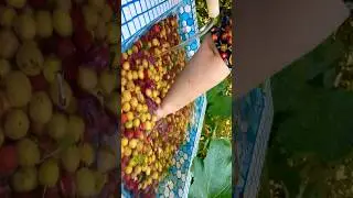 &bull; &ldquo;Plum Pickle in 7 Seconds! 🤩#food #shorts #persianfood #viral