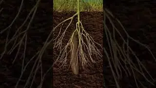 Desertification is the most important  concern on our planet | Vault Of Vox