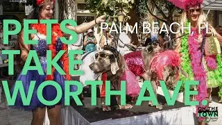 Palm Beach's ICONIC Worth Avenue: A Haven for Dog Lovers and their Furry Friends