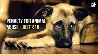 Law Against Animal Cruelty In India Sparks Outrage: Penalty For Animal Abuse - Just ₹10