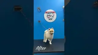 Before ➡️ After Grooming! ✨#Pomeranian#BeforeAfterGrooming#shihtzugrooming#puppy#royalpets#petcare