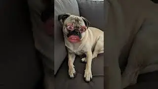 #humor #pug #pets #funny #memes
