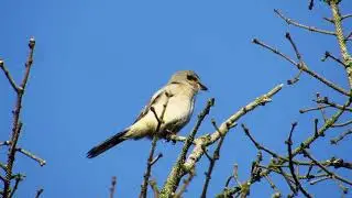 Northern Shrike