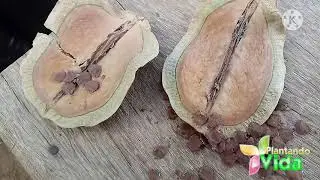 Conhecendo a árvore Jacarandá Mimoso