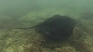 Snorkeling with sharks and sting rays in Tortuga Bay - Gal&aacute;pagos