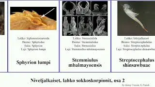 Niveljalkaiset, lahko sokkoskorpionit, osa 2 thysanoessa arthropoda loko humilis littoralis lestes