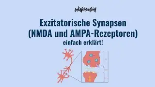 Exzitatorische Synapse - AMPA & NMDA Rezeptoren | Funktion Ionotrope Metabotrope Glutamatrezeptoren