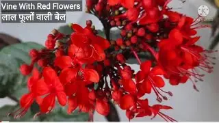 Flaming Glory Bower vine/Bleeding Heart Plant/Clerodendrum splendens/ब्लीडिंग हार्ट/Titbits Of Life