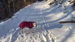 Walking through Wissahickon Valley Park after a snowy day. ASMR walking on a snow #wissahickon #asmr