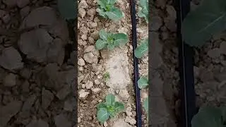 Rivulis T-Tape Outstanding Agronomic Performance Since 1977 #shorts
